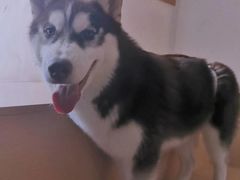 -Husky Go! 哈士奇体验馆·宠物咖啡厅狗咖