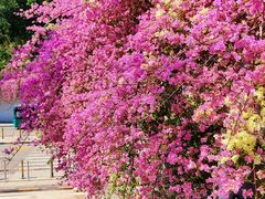 -深圳仙湖植物园