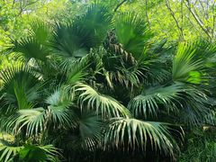 -重庆彩云湖湿地公园