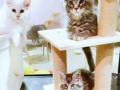 -十年猫舍·猫咪专门店(普陀店)