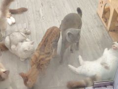 -猫亿天猫咖