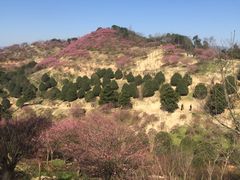 -新建村梅花