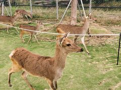 -鹿境梅花鹿生态园区