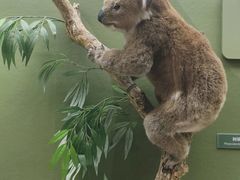 -国家自然博物馆