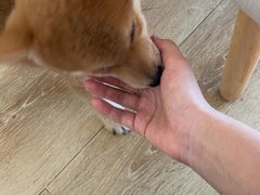 -柴犬小屋·柴餐厅·狗咖食堂(金鼎广场店)