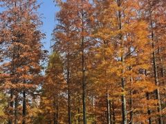 -白鹭湾湿地公园