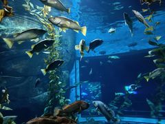 -瑞普利水族馆