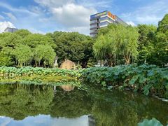 -陈家山荷花公园