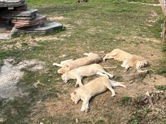 -东莞香市动物园