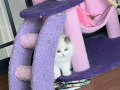 -小猫来了·猫舍(红山六九七九店)