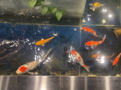 -洞庭家宴·头牌甲鱼(广渠门店)
