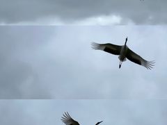 -盐城丹顶鹤湿地生态旅游区