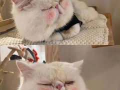 -More Fun猫咖 二十只万元加菲主题