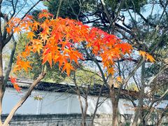 -秋霞圃