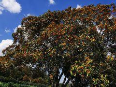 -自在弥林花园餐厅(云栖店)