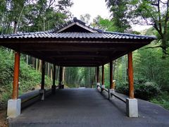 -龙坞茶村