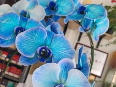 -FEI FEI FLOWER鲜花店·气球派对·宝宝宴布置(虹口德必运动Loft店)