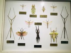 -上海昆虫博物馆
