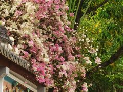 -深圳国际园林花卉博览园