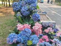 -沈阳植物园