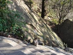 -崂山巨峰游览区