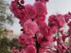 -元大都城垣遗址公园