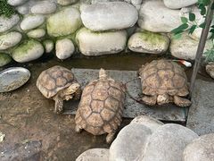 -南宫五洲植物乐园