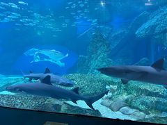 -海合安成都极地海洋公园