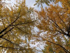 -吴记集庆门酸菜鱼店(集庆路店)