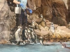 -帝企鹅自助餐厅•儿童岛•真企鹅(长隆企鹅酒店)