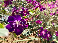 -南国桃园旅游度假区