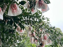 -樱桃山旅游景区