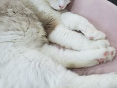 -糯米喵星人·撸猫猫舍咖啡馆(西市场嘉华店)