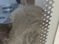 -佳雯宠物医院·皮肤科·内外科(春晓路分院)