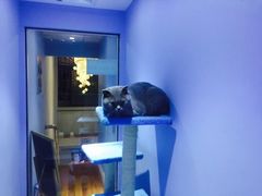 -喵的天空名猫咖啡馆·撸猫·猫舍·用品