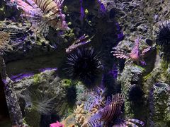 -太平洋海底世界