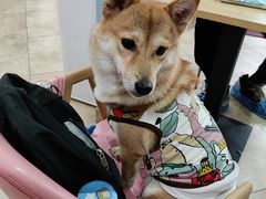-汪说·狗咖(旺城大厦店)