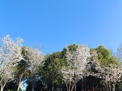 -径山花海