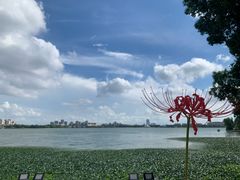 -金鸡湖桃花岛