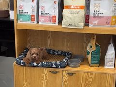 -四月宠物医院·猫专科·心脏专科·内科(转塘店)