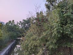-中山市树木园