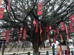 -大湾区中央湿地公园
