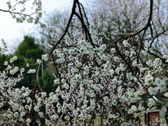 -桃花堤公园