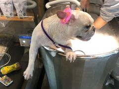 -PETKIT小佩宠物·低压洗护(国顺东路店)