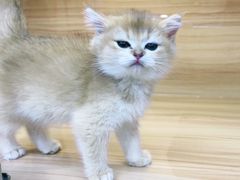 -猫十亿·布偶金渐层·曼基康矮脚猫舍(青年路店)