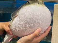 -天正河鲀·河豚亭(大连店)