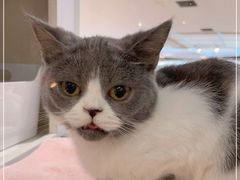 -COLOR PETS 撸猫馆·购猫·猫咖(长风大悦城店)