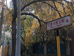 -三里屯东五街银杏大道