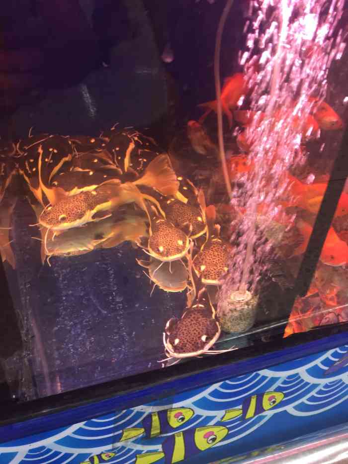 南城爱鱼号水族馆(森森水族旗舰店南城店)-"不错不错91919191