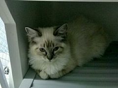 -喵的天空名猫咖啡馆·撸猫·猫舍·用品